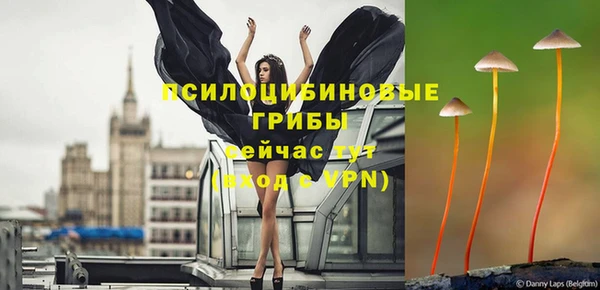 шишки Няндома